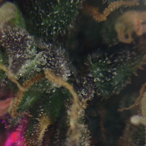 Auto - Northern Light growlog timeline photo