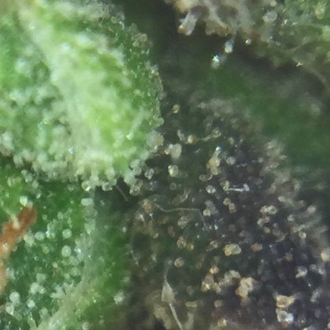 Auto - Northern Light growlog timeline photo