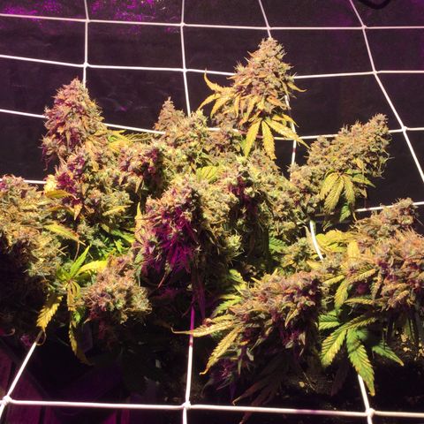 Auto - Northern Light growlog timeline photo