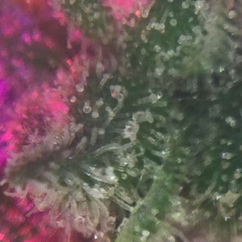 Auto - Northern Light growlog timeline photo