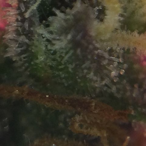 Auto - Northern Light growlog timeline photo