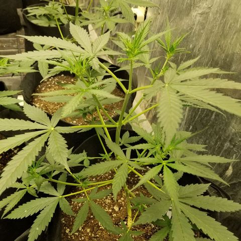 Jack Herer Auto #3 growlog timeline photo