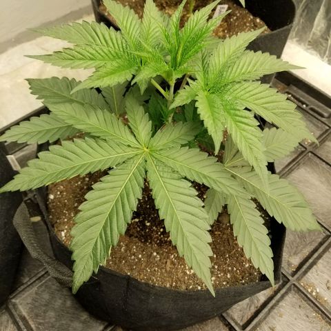 Gelato auto  #3 growlog timeline photo