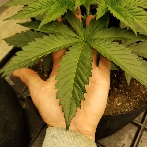 Gelato auto  #3 growlog timeline photo