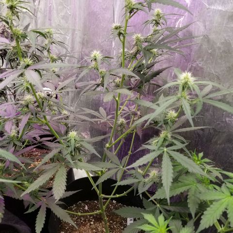 Jack Herer Auto #3 growlog timeline photo