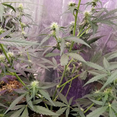 Jack Herer Auto #3 growlog timeline photo