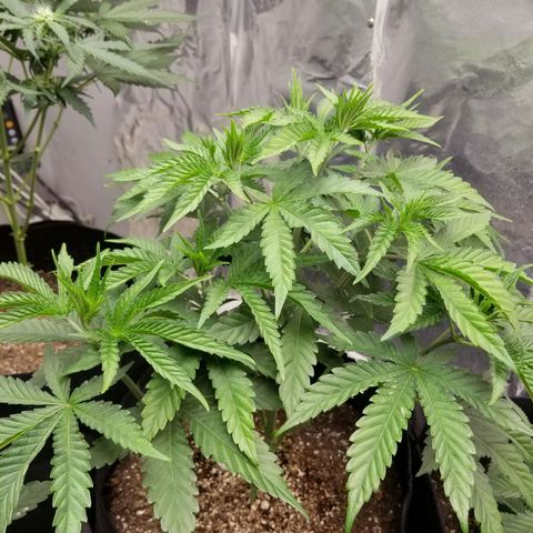 Gelato auto  #3 growlog timeline photo