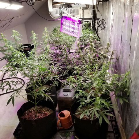 Gelato auto  #3 growlog timeline photo