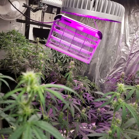 Gelato auto  #3 growlog timeline photo