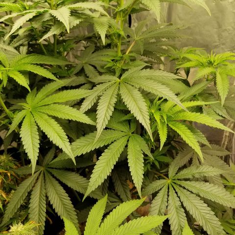 Gelato auto  #3 growlog timeline photo