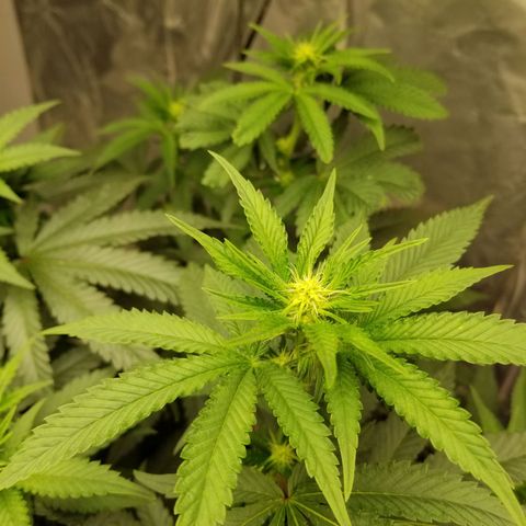Gelato auto  #3 growlog timeline photo