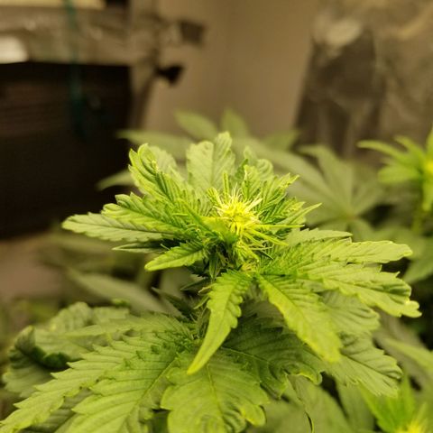 Gelato auto  #3 growlog timeline photo