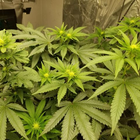Gelato auto  #3 growlog timeline photo