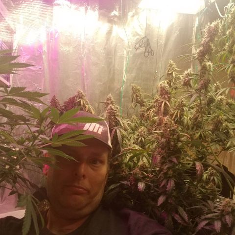 Gelato auto  #3 growlog timeline photo
