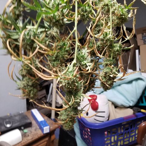Jack Herer Auto #3 growlog timeline photo