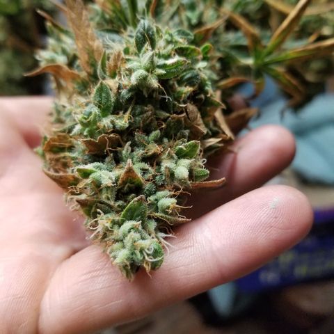 Jack Herer Auto #3 growlog timeline photo