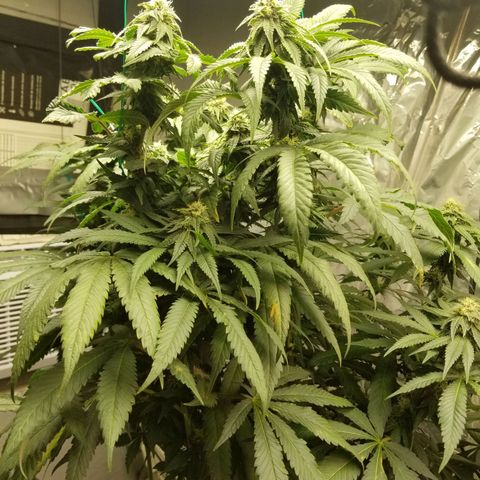 Gelato auto  #3 growlog timeline photo