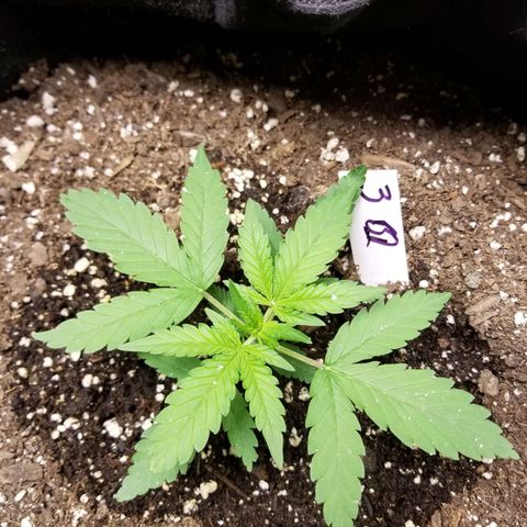Blackjack auto  #3 growlog timeline photo