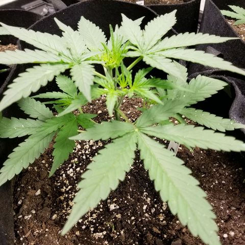 Blackjack auto  #3 growlog timeline photo