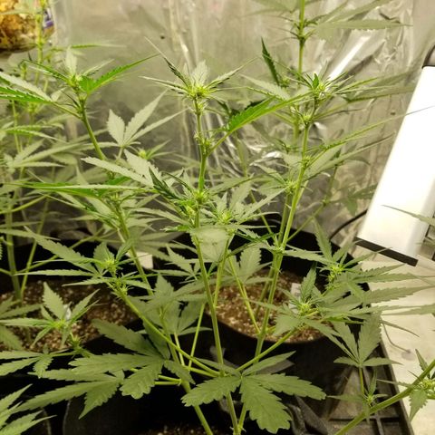 Blackjack auto  #3 growlog timeline photo