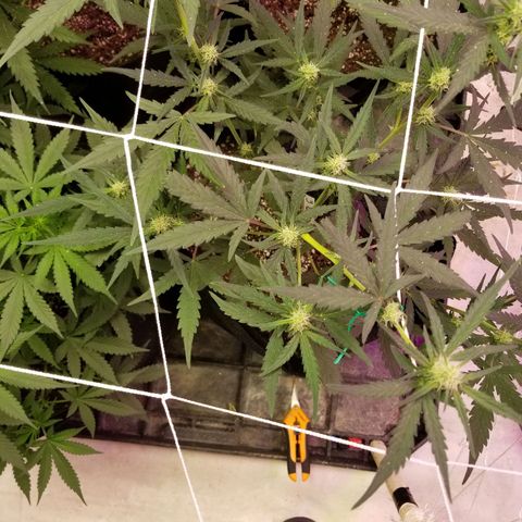 Blackjack auto  #3 growlog timeline photo