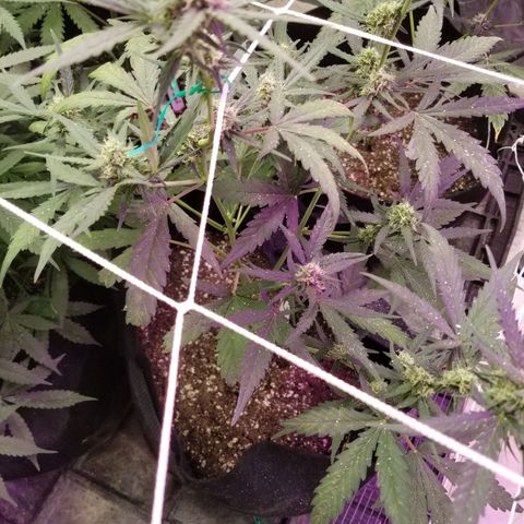 Blackjack auto  #3 growlog timeline photo