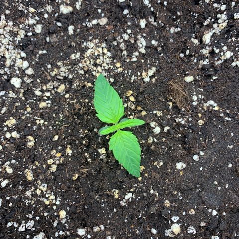Jane growlog timeline photo