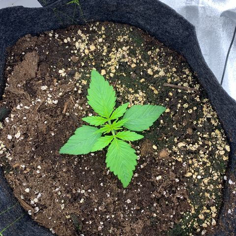 Jane growlog timeline photo