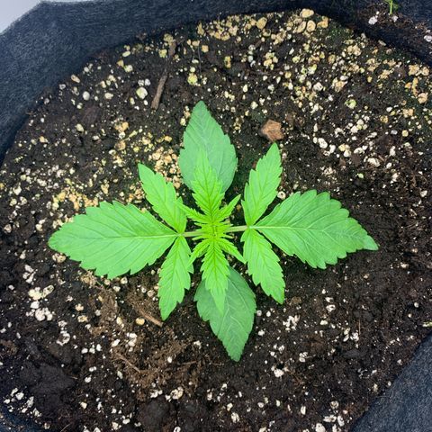 Jane growlog timeline photo