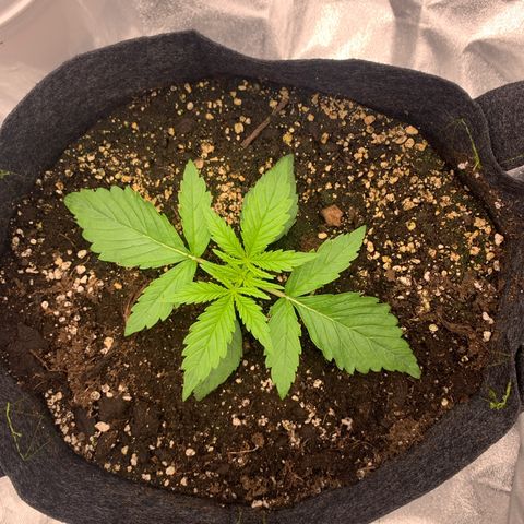 Jane growlog timeline photo