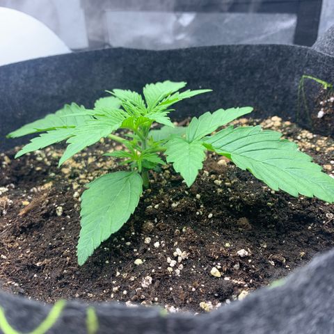 Jane growlog timeline photo