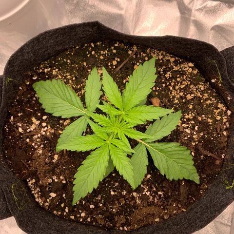 Jane growlog timeline photo