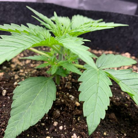 Jane growlog timeline photo