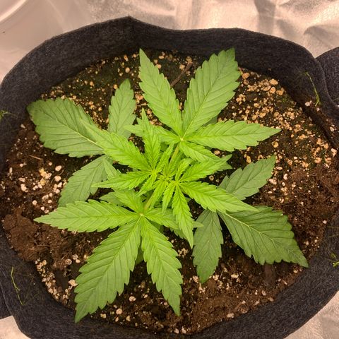 Jane growlog timeline photo
