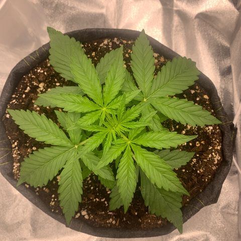 Jane growlog timeline photo