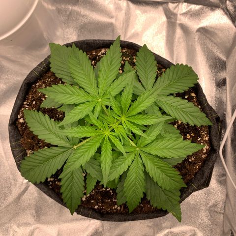 Jane growlog timeline photo