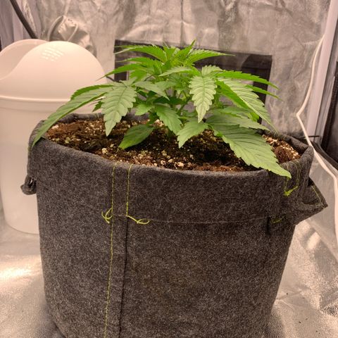 Jane growlog timeline photo
