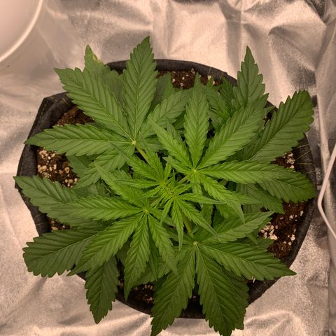 Jane growlog timeline photo