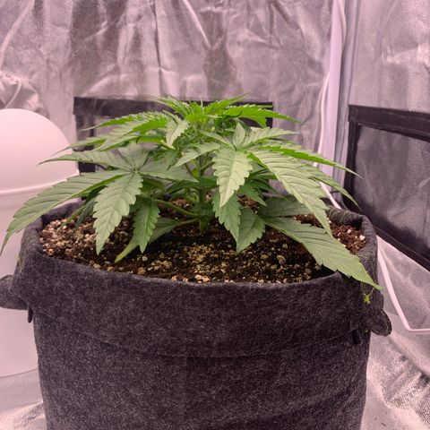 Jane growlog timeline photo