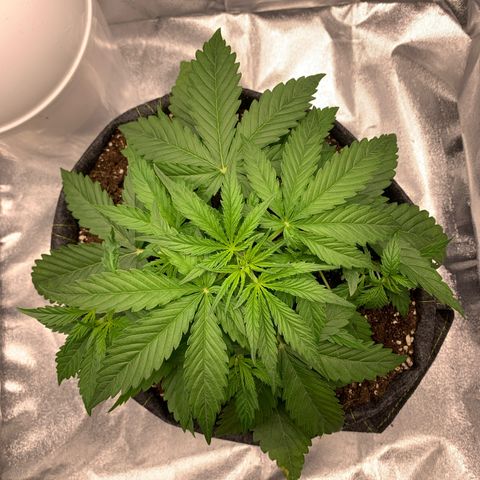 Jane growlog timeline photo
