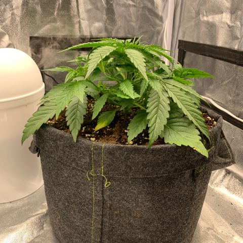 Jane growlog timeline photo