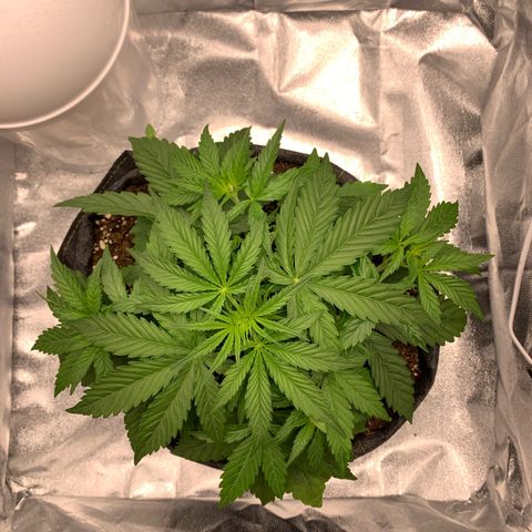 Jane growlog timeline photo