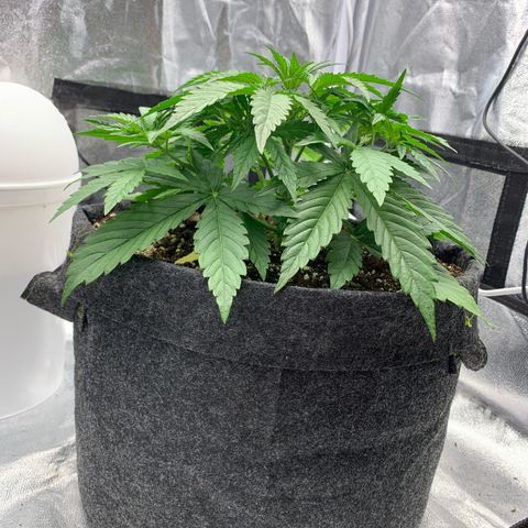 Jane growlog timeline photo