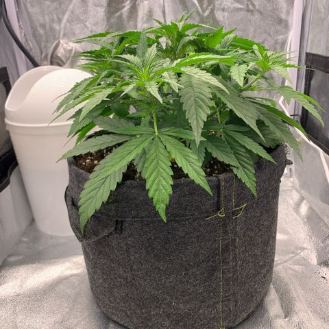 Jane growlog timeline photo