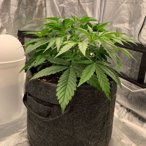 Jane growlog timeline photo
