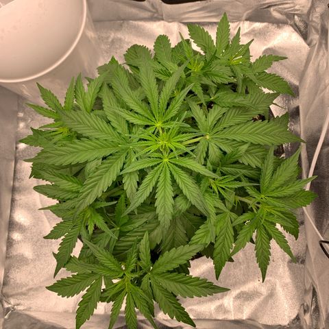 Jane growlog timeline photo