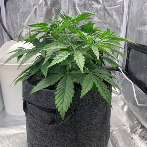 Jane growlog timeline photo