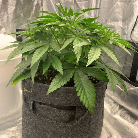 Jane growlog timeline photo