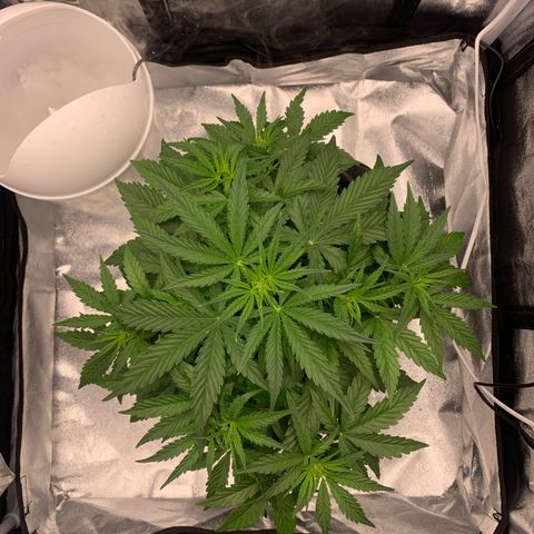 Jane growlog timeline photo