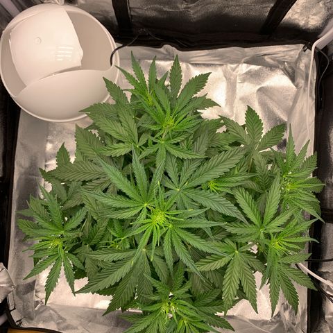 Jane growlog timeline photo